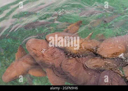 Gruppo di squali infermieri Ginglymostoma cirratum nel vicolo Shark Ray, Belize Foto Stock