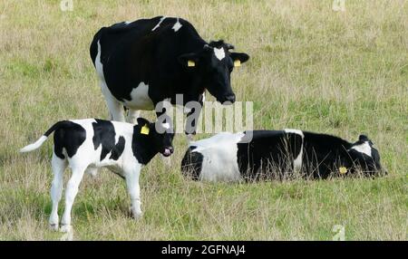 Gruppo di due mucche e un vitello. Bovini Friesiani Holstein o un'antica razza friana olandese macchiata di bianco e nero. Le mucche hanno corna Foto Stock