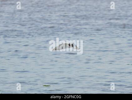 Whiskered tern - Chlidonias ibrida Foto Stock