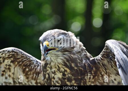 Il buzzard Buteo buteo comune è un uccello medio-grande di preda che ha una vasta gamma. Foto Stock