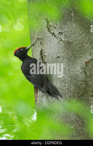 Picchio nero (Dryocopus martius) maschio foraggio su tronco di faggio in bosco in primavera Foto Stock