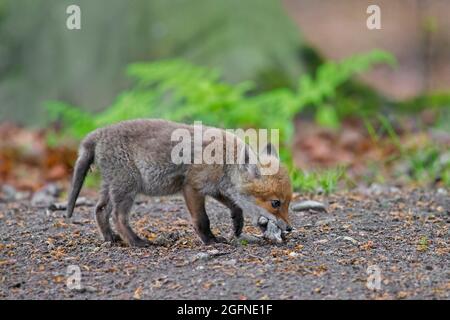 Giovane volpe rossa (Vulpes vulpes) kit singolo / cub con due topi nella sua museruola vicino burrow / den in foresta in primavera Foto Stock