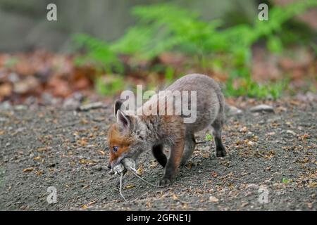 Giovane volpe rossa (Vulpes vulpes) kit singolo / cub con due topi nella sua museruola vicino burrow / den in foresta in primavera Foto Stock