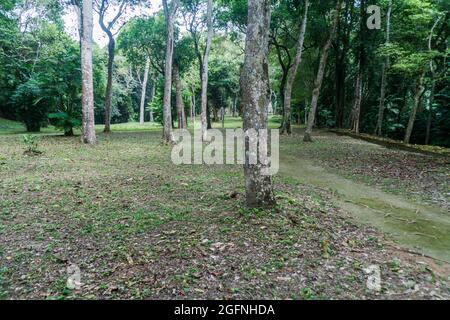 Rovine coperte dalla giungla spessa al sito archeologico Yaxha, Guatemala Foto Stock