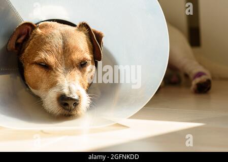 Il cane malato che indossa il colletto del cono ed il bendaggio sui paw riposa sotto la luce del sole Foto Stock