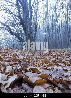 Alberi senza foglie nella buia foresta autunnale, tutta la terra è coperta di foglie secche. È una giornata brutta Foto Stock