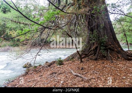 Montezuma cipresso (Taxodium mucosronatum), Guatemala Foto Stock