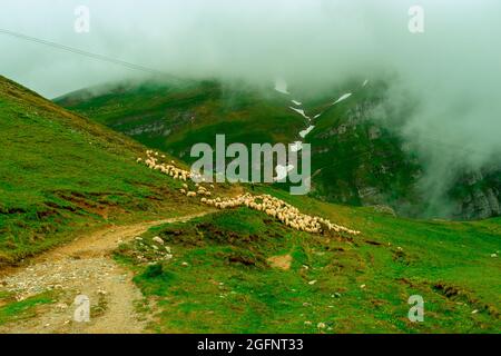 Fotografia di paesaggio di un gregge di pecore in montagna in estate con le nuvole e il tempo nebboso. La fotografia è stata scattata accanto alla cabina di Caraiman, in Romania Foto Stock