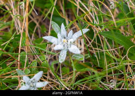 Fotografia di un raro e protetto fiore di Edelweiss nel suo habitat naturale. Macro fotografia di un edelweiss Foto Stock