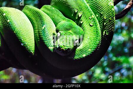 Primo piano di un python verde (Morelia viridis) comodamente avvolto su un ramo di albero Foto Stock