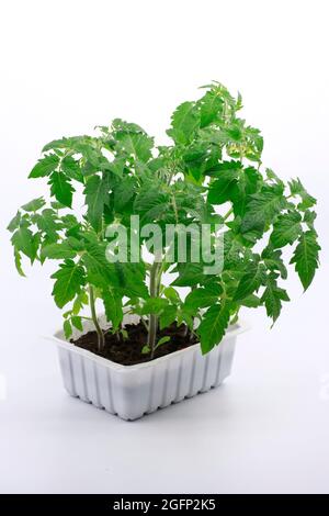 Piantine di pomodori in un contenitore di plastica isolato su fondo bianco. Foto Stock