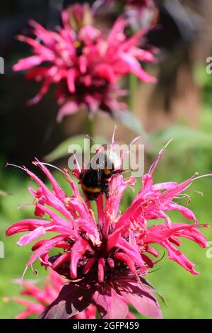 Bergamotto fiore e bumblebee, primo piano macro shot per il confezionamento e il design. Foto Stock