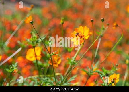 Coreopsi a lancia, coreopsis lanceolata, fiorente in un campo. Foto Stock