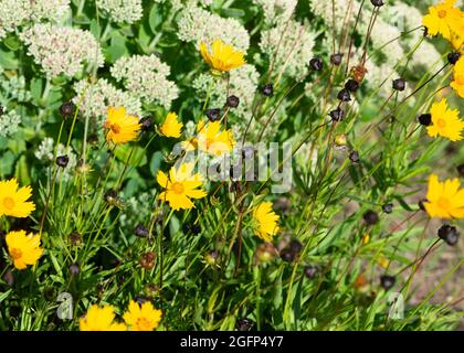 Coreopsi a lancia, coreopsis lanceolata, fiorente in un campo. Foto Stock