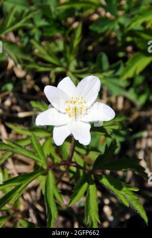 Anemone di legno, fiore di vento, timbleweed e odore volpe, Buschwindröschen, Anemone nemorosa, berki szellőrózsa, Ungheria, Magyarország, Europa Foto Stock