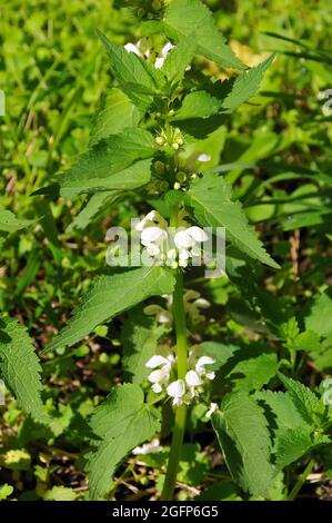 Ortica bianca o nortica bianca morta, Weiße Taubnessel, Lamium album, fehér árvacsalán, Ungheria, Magyarország, Europa Foto Stock