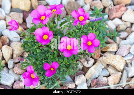 Porpora legno Sorrel / Purple Woodsorel (Oxalis purpurea) Overberg, Western Cape, Sudafrica Foto Stock