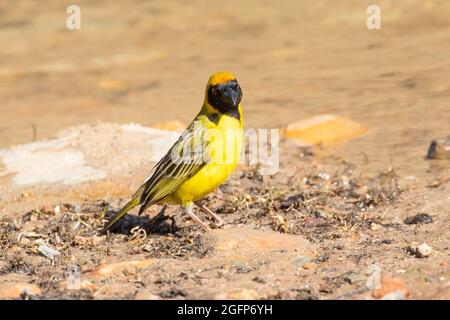 Allevamento maschile Southern Masked Weaver o African Masked Weaver (Ploceus velatus) sulla riva del fiume Breede, Capo Occidentale, Sudafrica Foto Stock