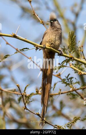 Musebird macellato (Colius striatus) arroccato in Fever Tree (Vachellia xanthophloea) Capo Occidentale, Sudafrica Foto Stock