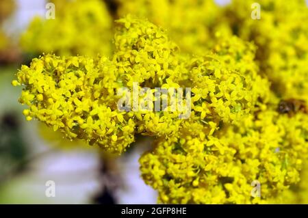 Cannuccia gialla, cannuccia da donna, Echtes Labkraut, Galium verum, tejoltó galaj, Ungheria, Magyarország, Europa Foto Stock