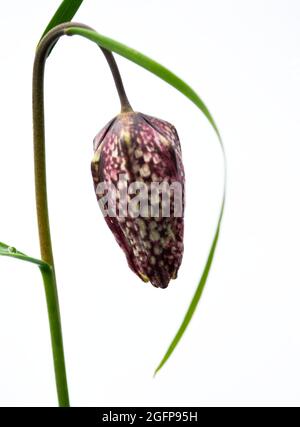 Un singolo germoglio di un Fritillario (Fritillaria melegris) isolato su uno sfondo bianco