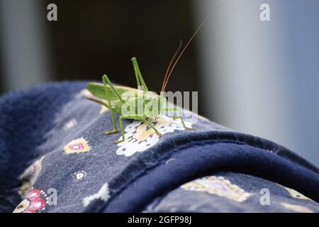 Grande cricket verde Bush su una coperta picnic Foto Stock