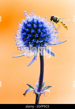 Hoverfly (Syrphidae) appoggiato su una pianta di luga blu (Eryngium planum) posta su sfondo arancione Foto Stock