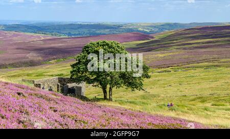 Top Withens sulle bellissime brughiere sopra Haworth Foto Stock