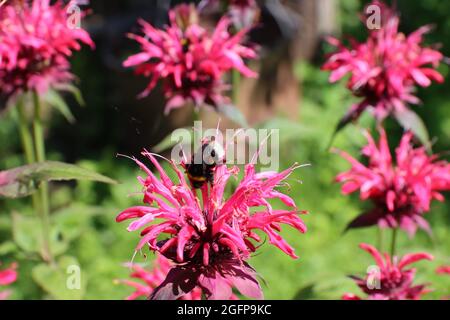 Fiori di bergamotto in giardino, per imballaggio, banner e pubblicità. Foto Stock