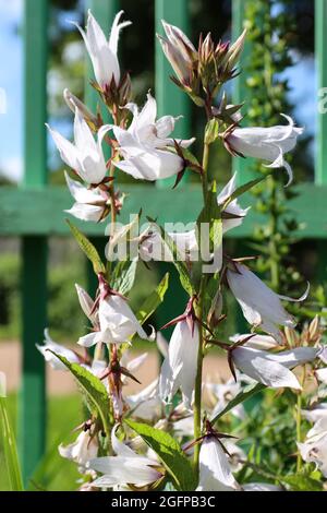 Bell campanula lactiflora alba, bellissimi fiori per il design. Foto Stock