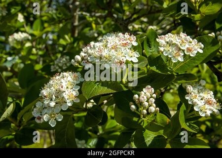 Fiore nero cenere di montagna bello sfondo sul tema della primavera nel giardino. Foto Stock