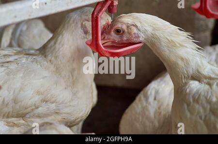 Primo piano di gamma libera polli che bevono acqua da capezzolo cortile fattoria Foto Stock