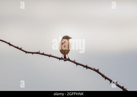 Stonechat in bramble Foto Stock