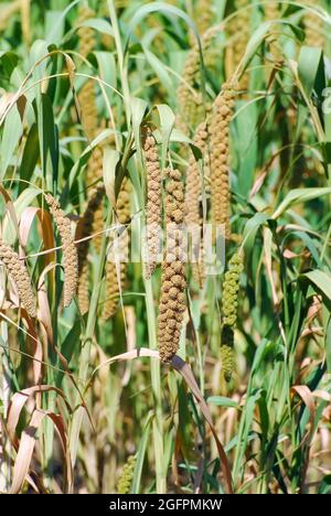 Miglio Foxtail, nano setaria, miglio Italiano, Kolbenhirse, Setaria italica, olasz muhar, Ungheria, Magyarország, Europa Foto Stock