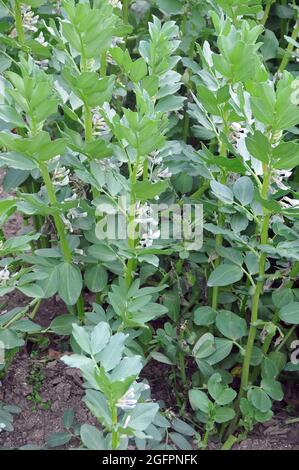 Fagiolo, fava o faba, Accurbohne, Vicia faba, lóbab, Ungheria, Magyarország, Europa Foto Stock