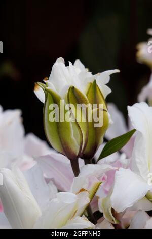 Oriental Lily, doppio fiore vittoriano rosa giglio, senza polline, in Swirls di rosa chiaro e bianco in un giardino Foto Stock