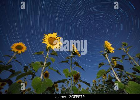 Girasoli illuminati dal chiaro di luna contro le stelle. Foto di notte stellata. Foto Stock