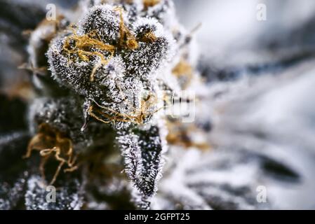 Bella piante medicinali di Cannabis in macro shot con simpatici trichomi in stato di fioritura. Foto Stock