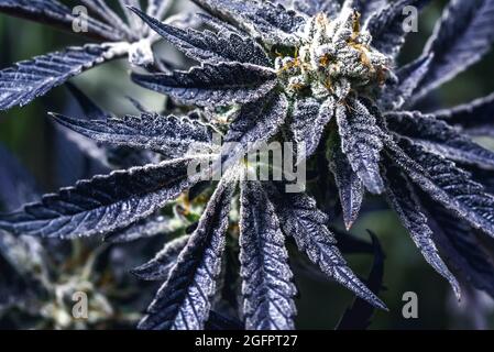 Bella piante medicinali di Cannabis in macro shot con simpatici trichomi in stato di fioritura. Foto Stock