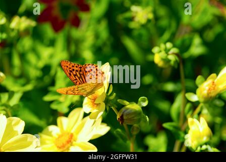 Farfalla di Fritillary verde scuro sui bellissimi fiori Foto Stock