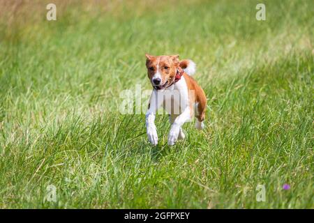 Basenji Puppy prima volta in esecuzione su gara di sport di cane Foto Stock