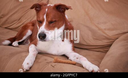 Terrier mix cane mangiare un osso di latte Foto Stock