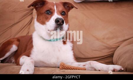 Terrier mix cane mangiare un osso di latte Foto Stock