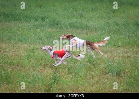 due cani saluki che corrono in campo verde in competizione Foto Stock