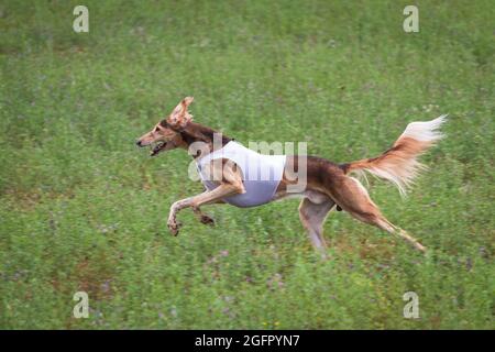 cane saluki in corsa nel campo verde in competizione Foto Stock