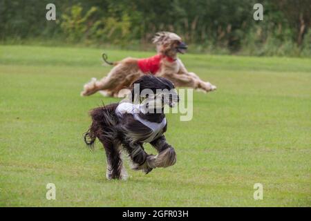 due cani afghani borzoi che corrono gara di lure coursing sul campo verde Foto Stock