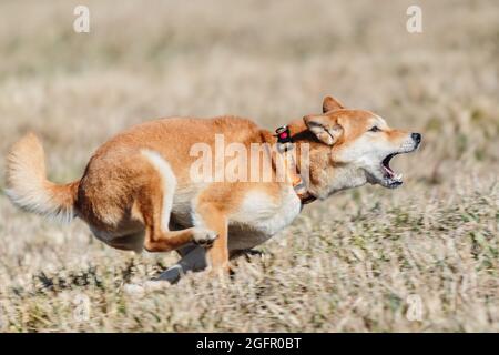 shiba inu cane sul campo in gara di lure coursing Foto Stock