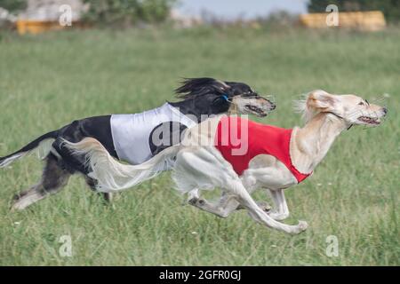 due cani saluki che corrono in campo verde in competizione Foto Stock