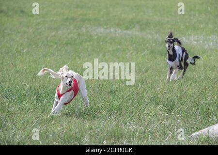 due cani saluki che corrono in campo verde in competizione Foto Stock