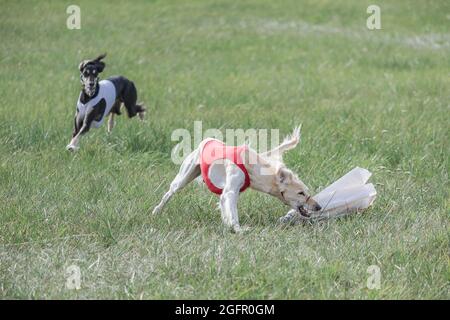 due cani saluki che corrono in campo verde in competizione Foto Stock